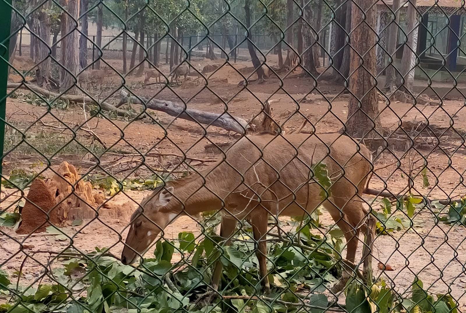 Jhargram Wildlife Sanctuary