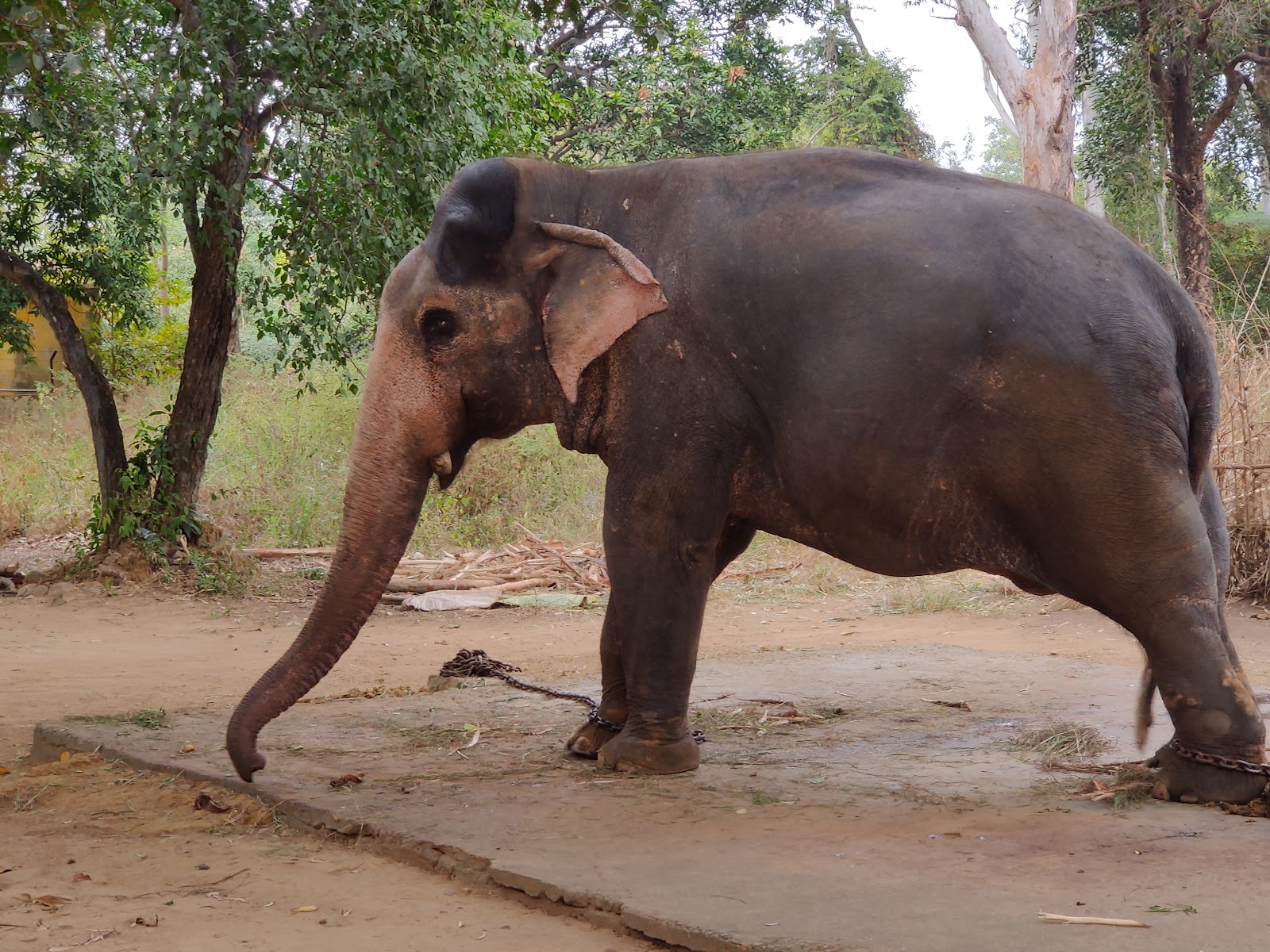 Debrigarh Wildlife Sanctuary