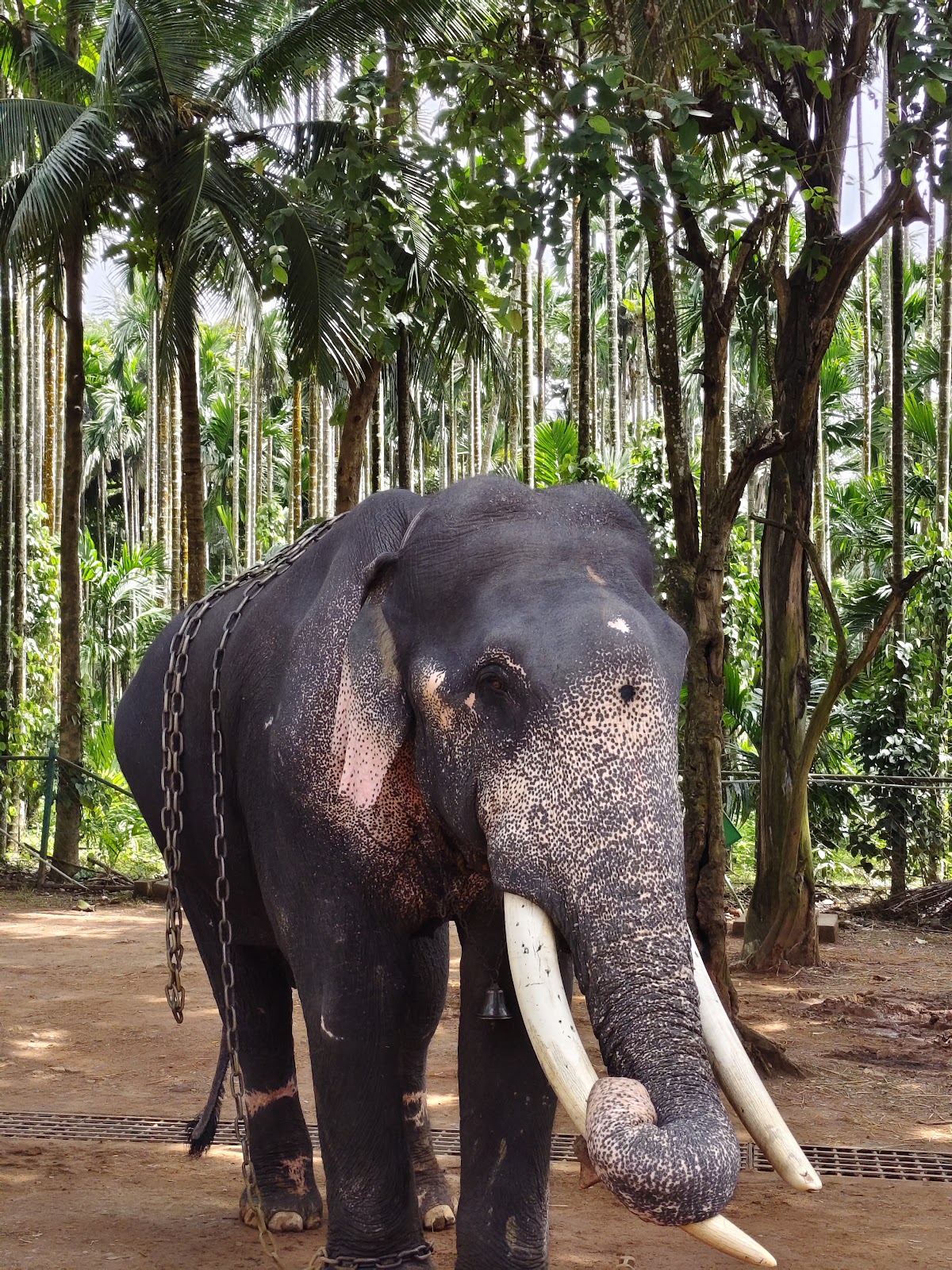 Sakrebailu Elephant Camp