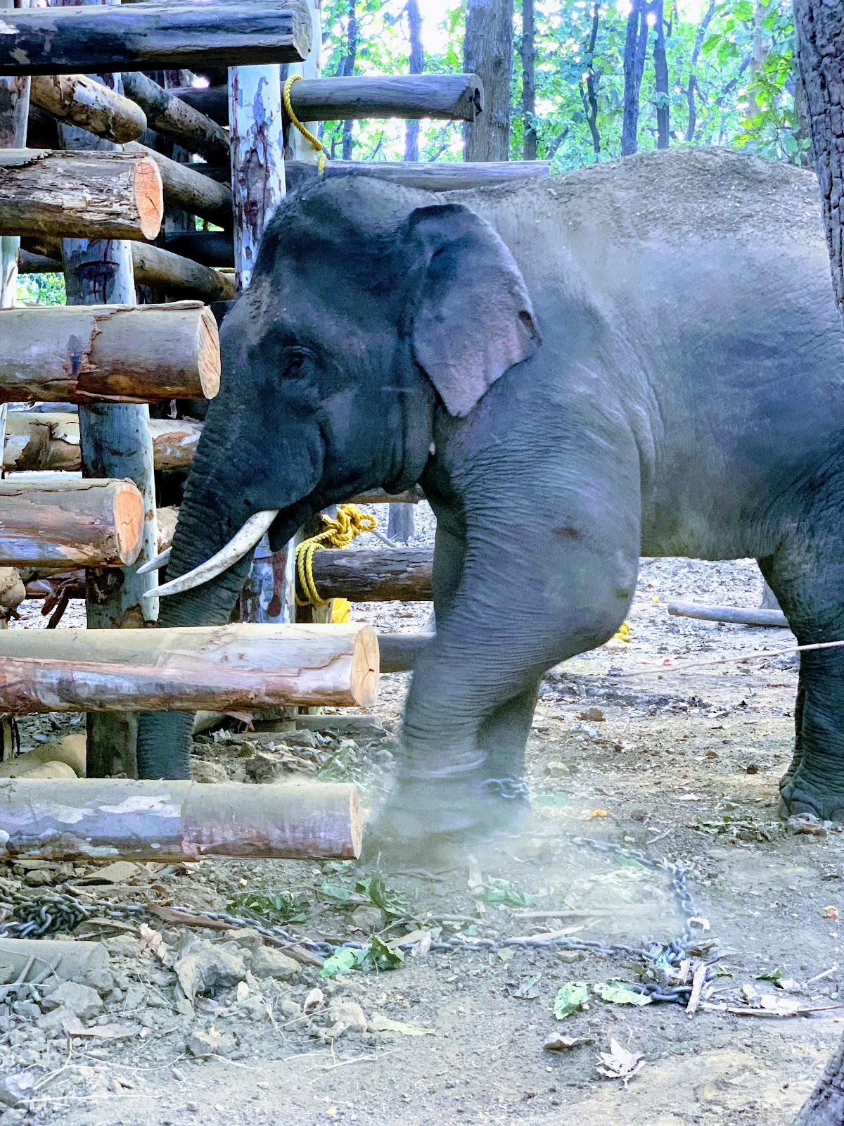 Sakrebailu Elephant Camp