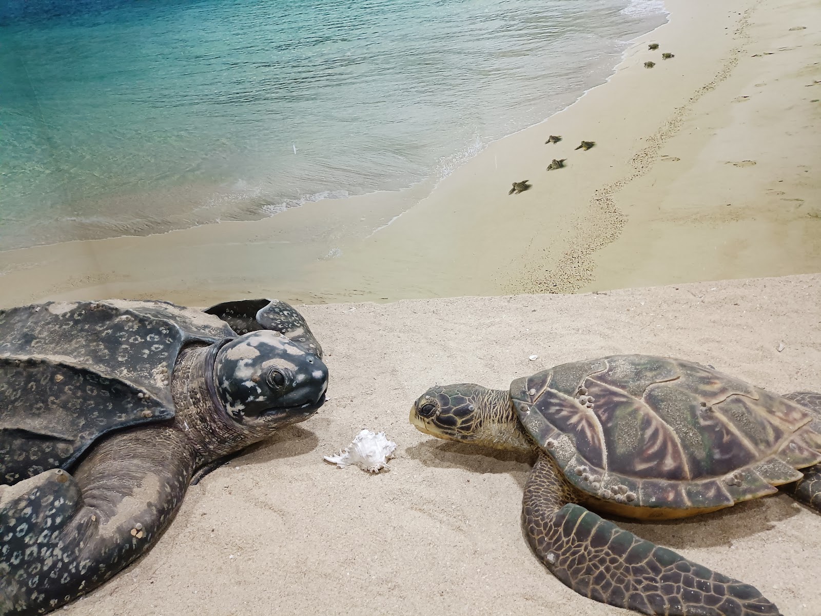 Mahatma Gandhi Marine National Park