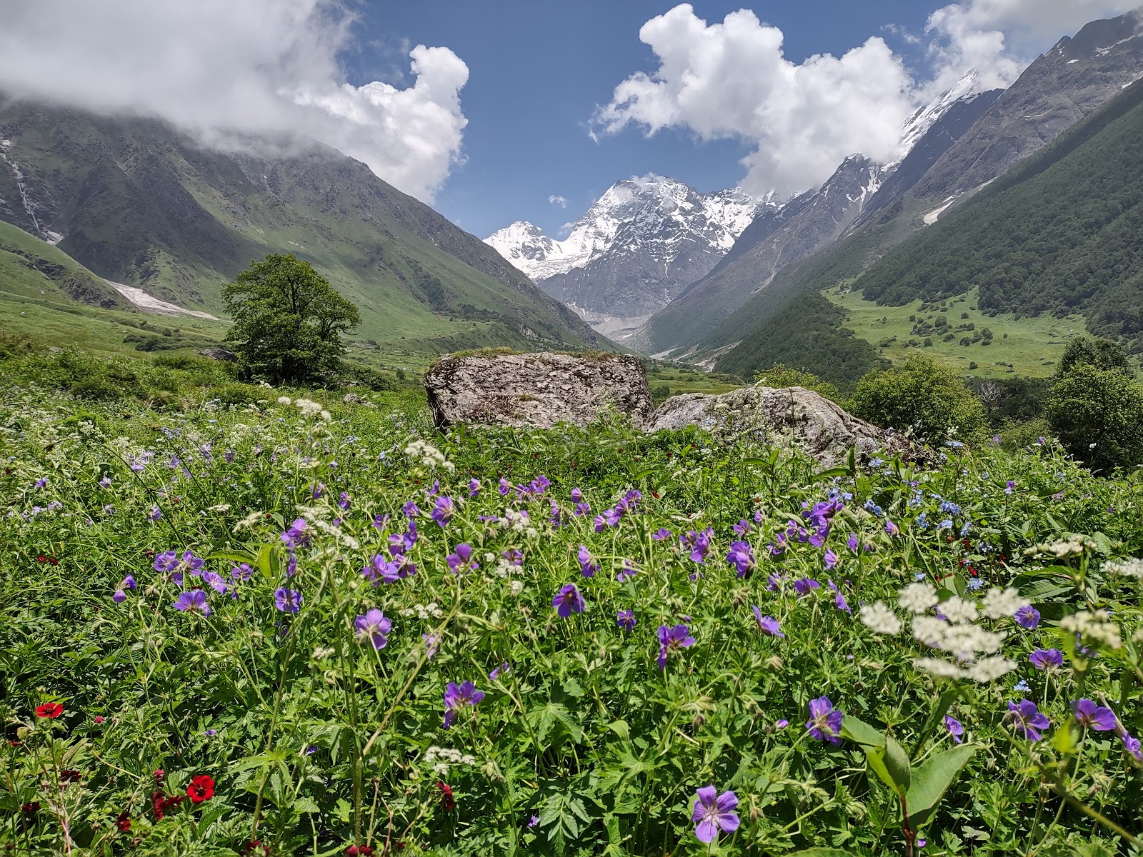 Valley of Flowers National Park