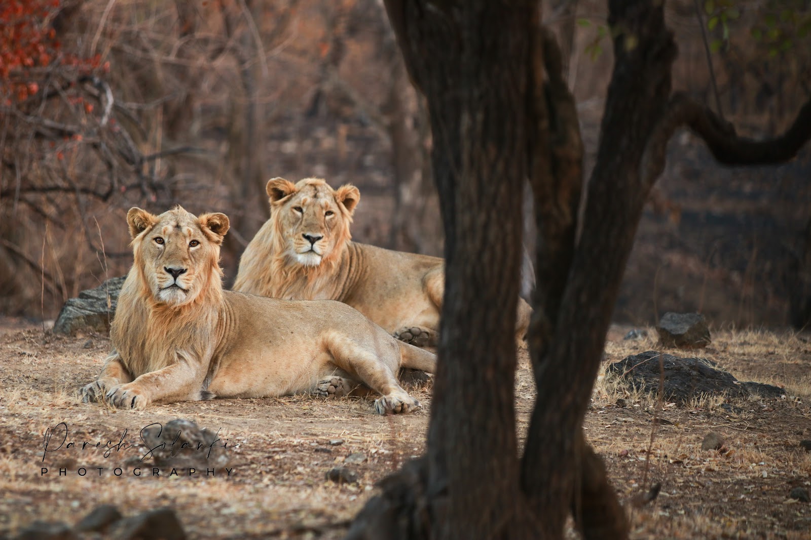 Gir National Park