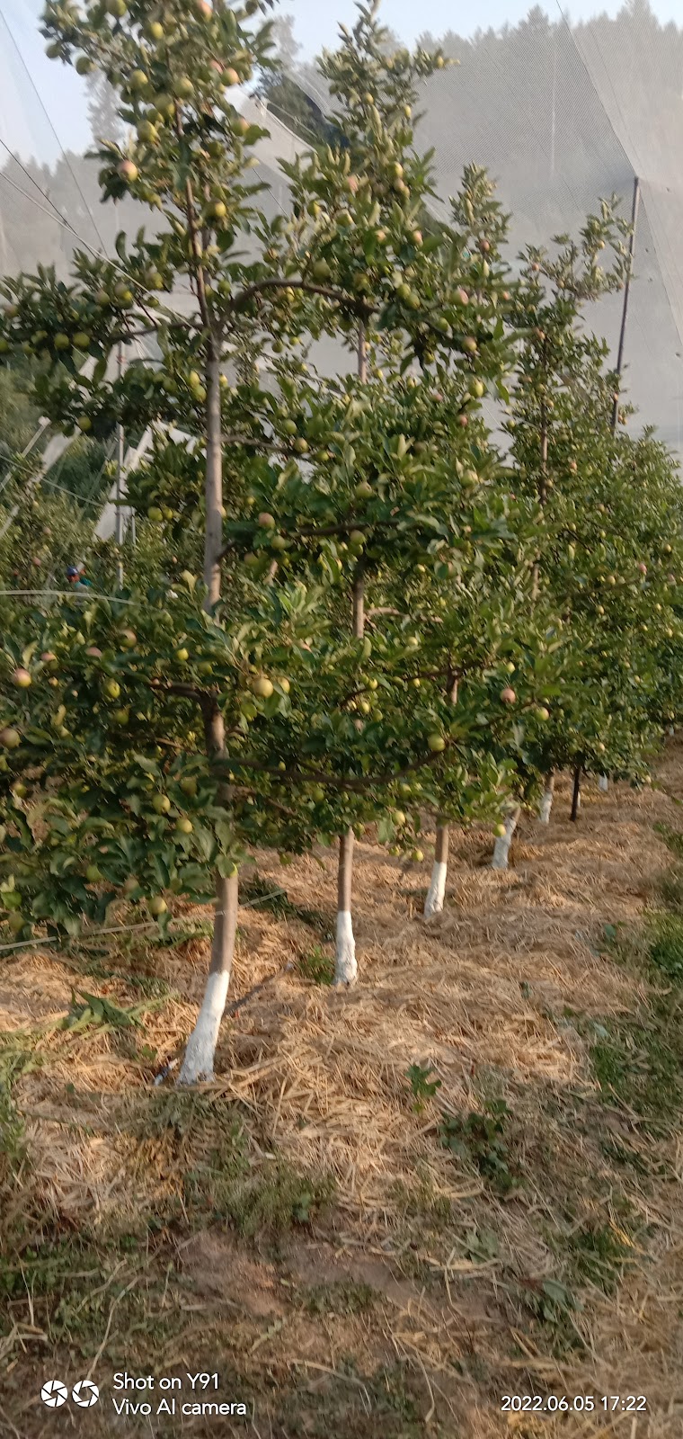 Apple Orchards of Junga