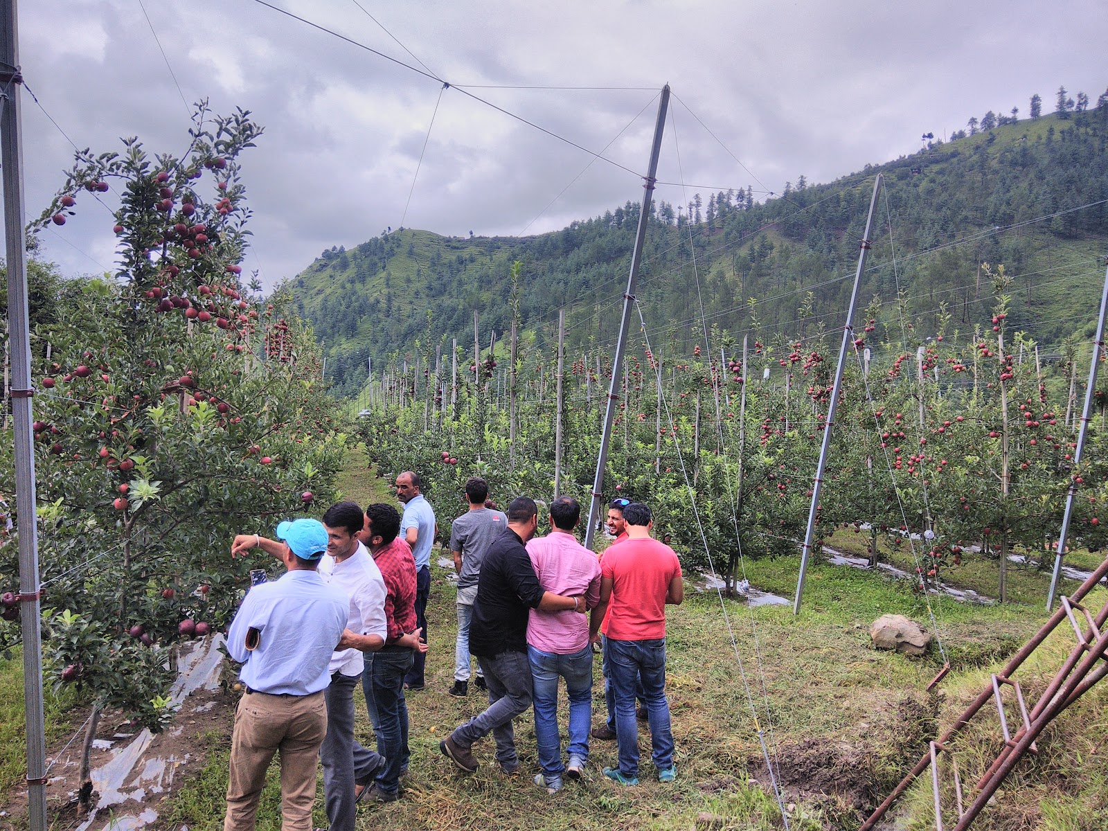 Apple Orchards of Junga