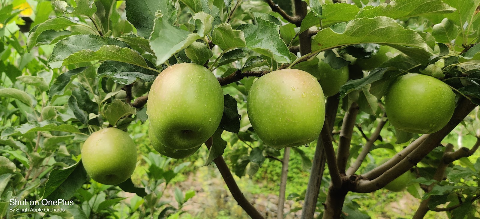 Apple Orchards of Junga
