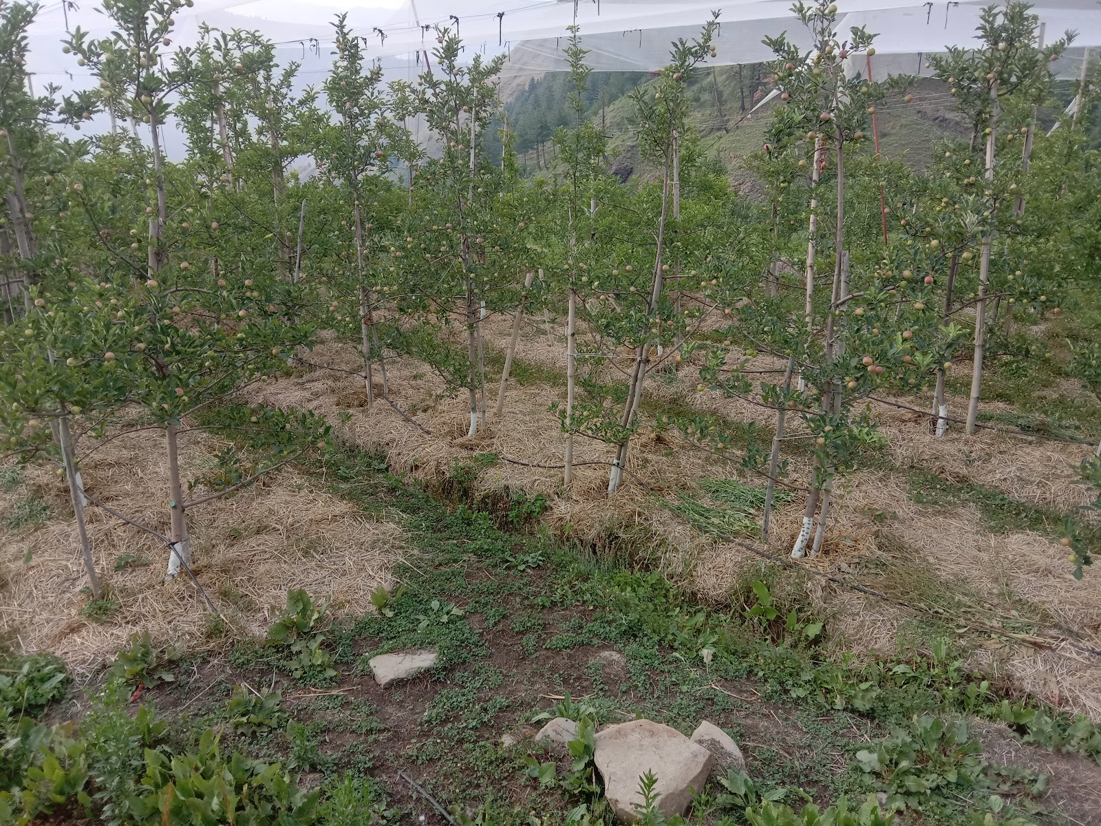 Apple Orchards of Junga
