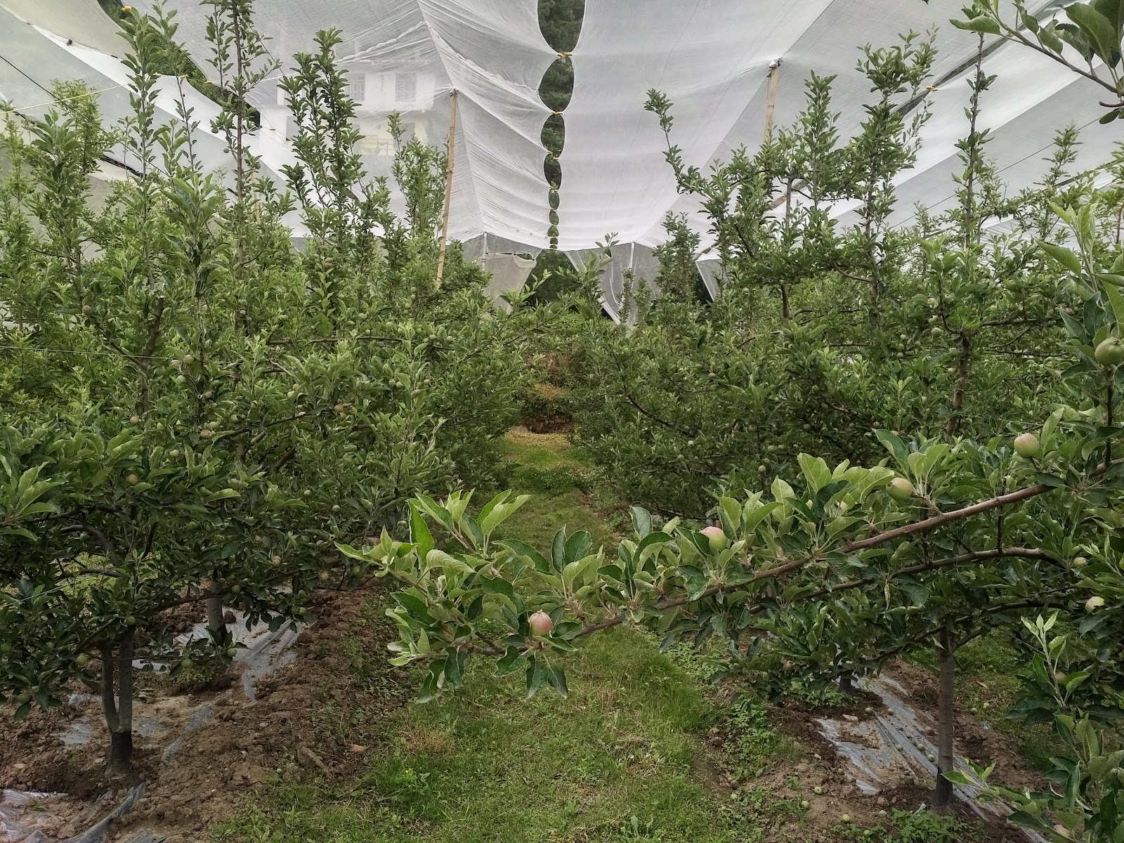 Apple Orchards of Junga