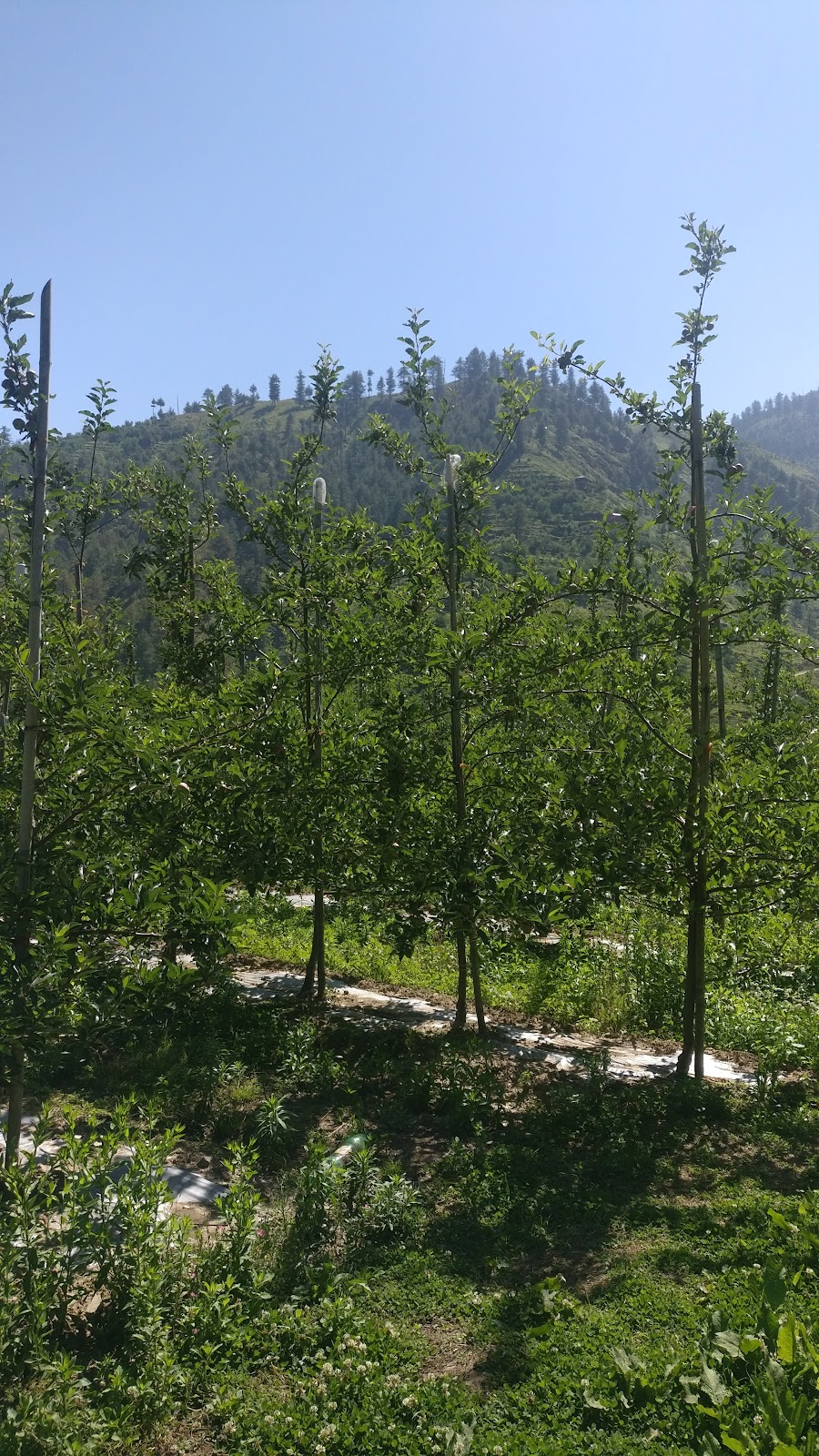 Apple Orchards of Junga