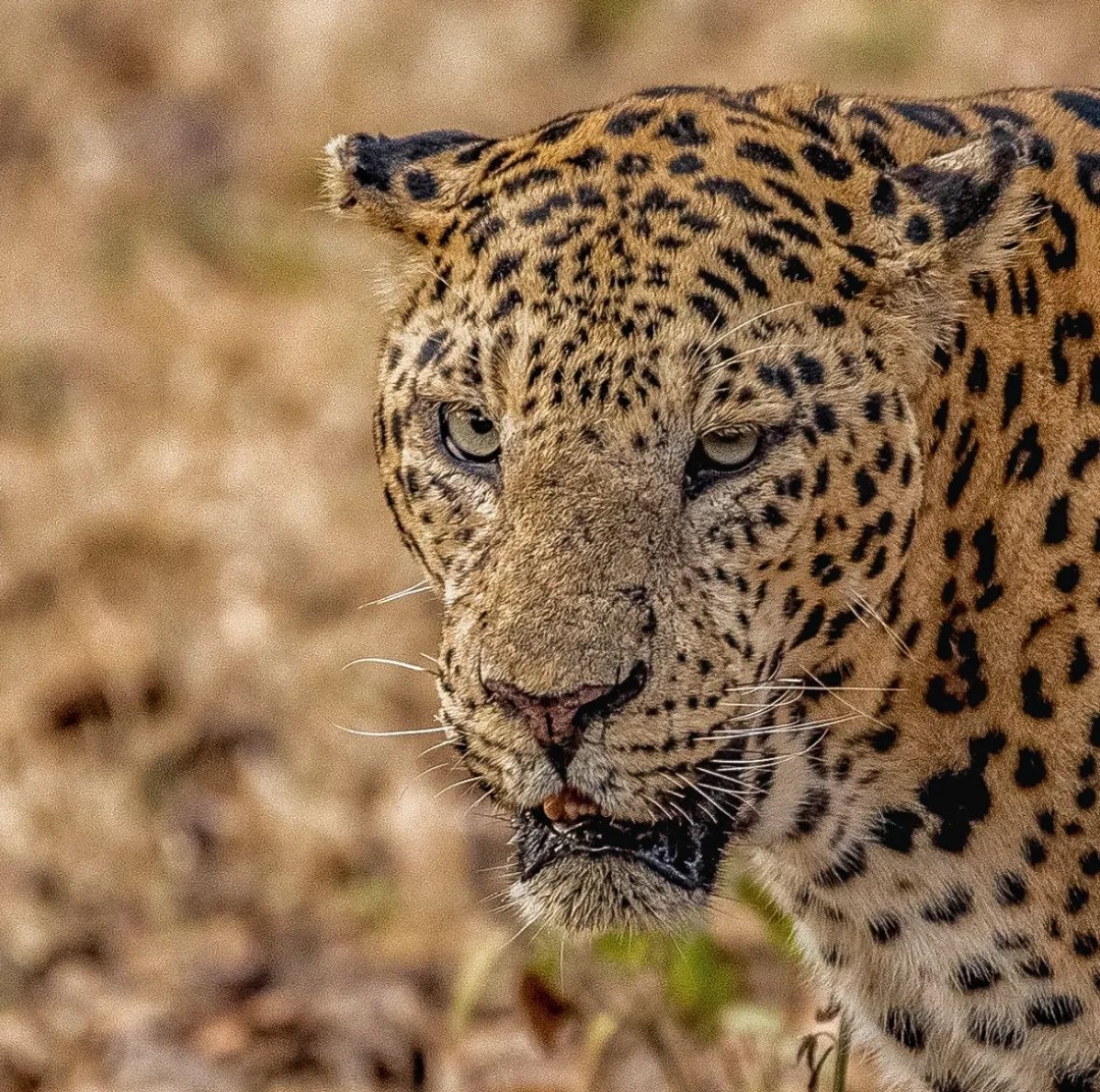 Karnataka State Museum