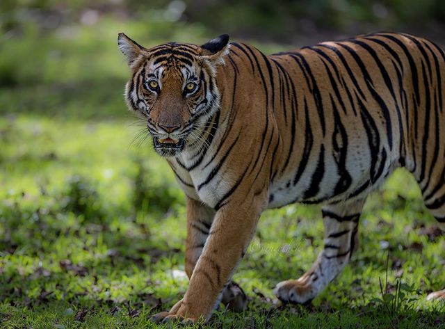 Karnataka State Museum