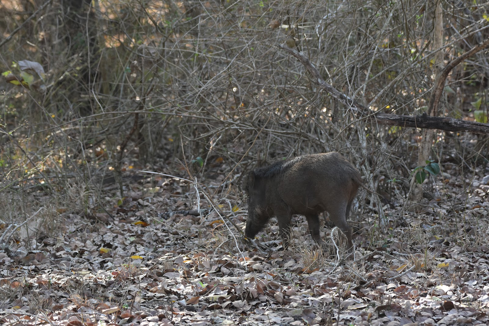 Karnataka State Museum