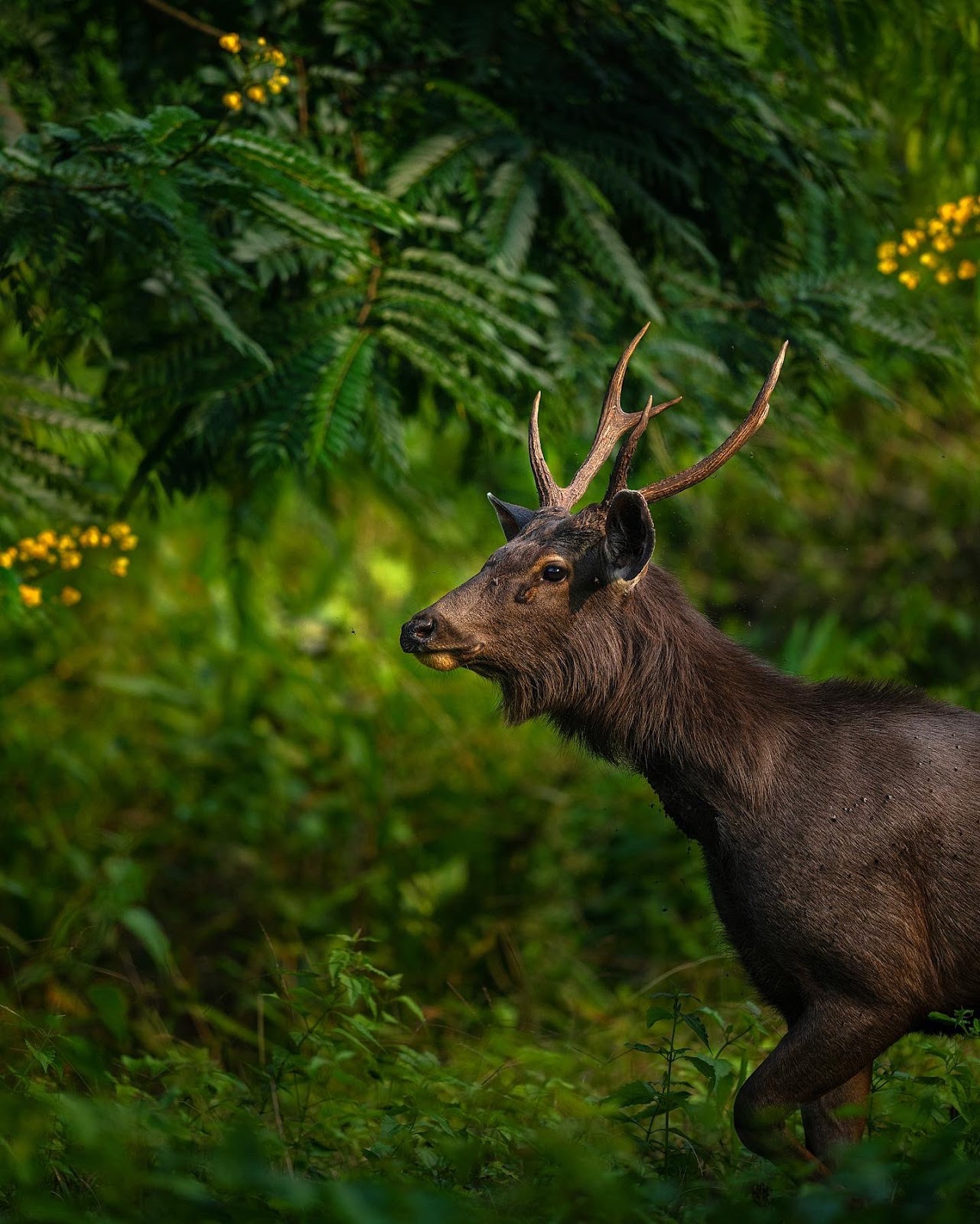 Karnataka State Museum