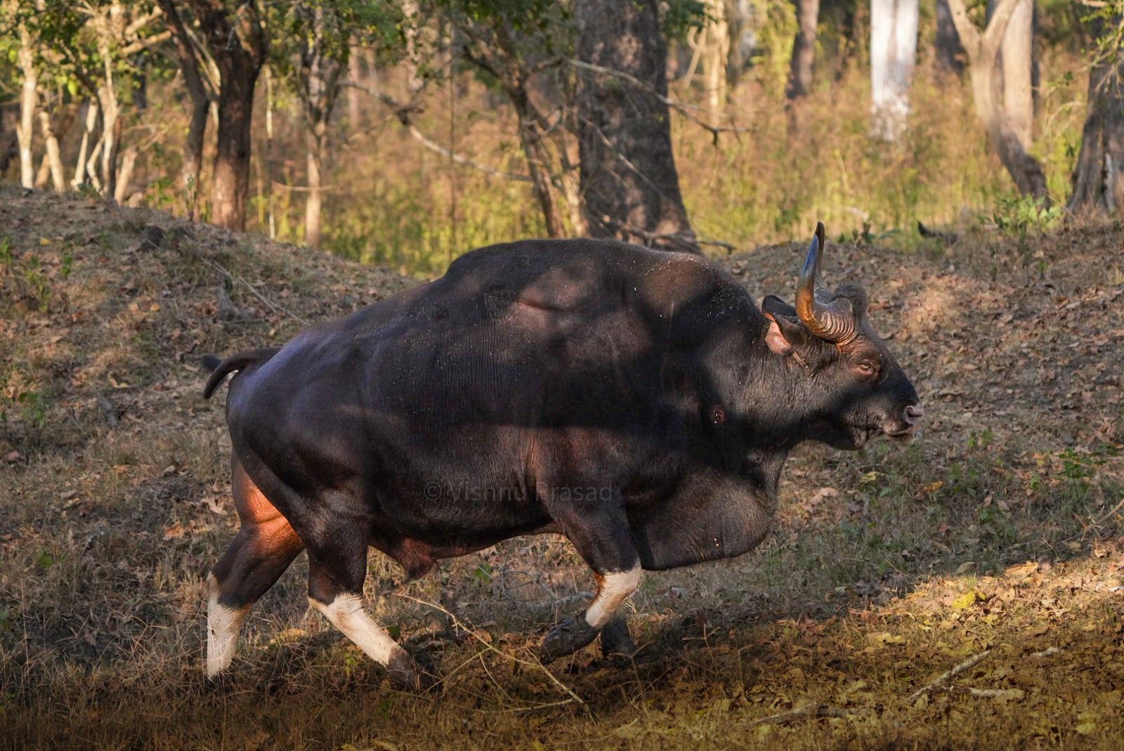 Karnataka State Museum