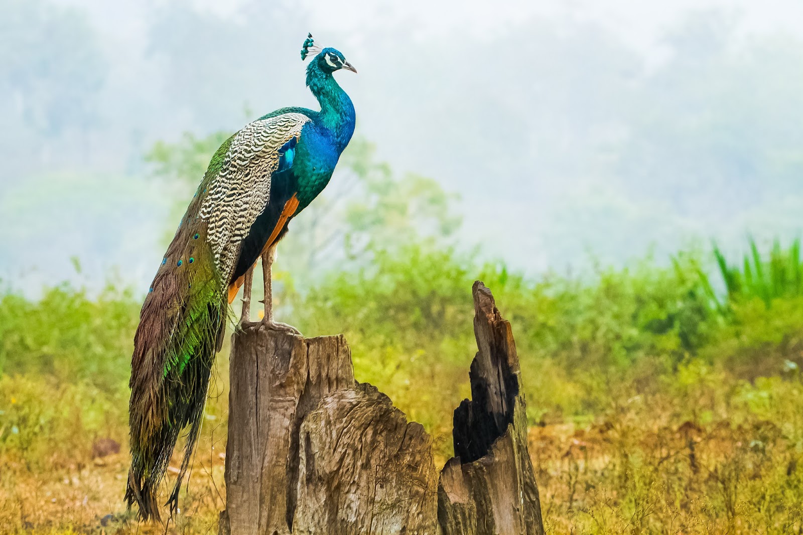 Nagarhole National Park