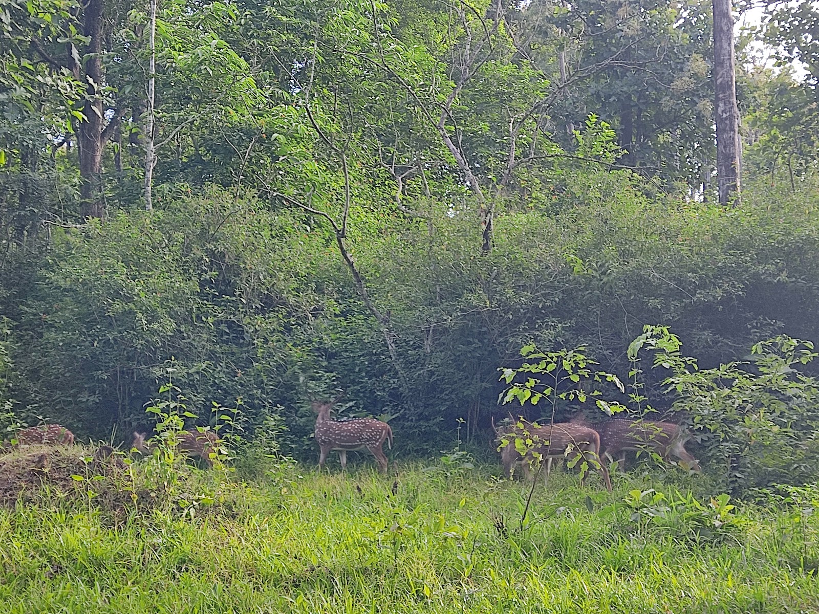 Tholpetty Wildlife Sanctuary