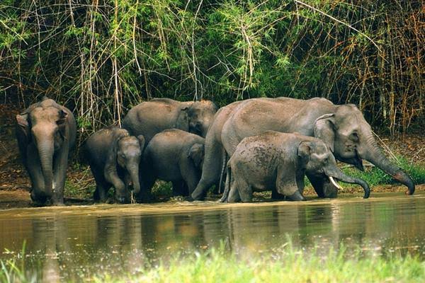 Tholpetty Wildlife Sanctuary