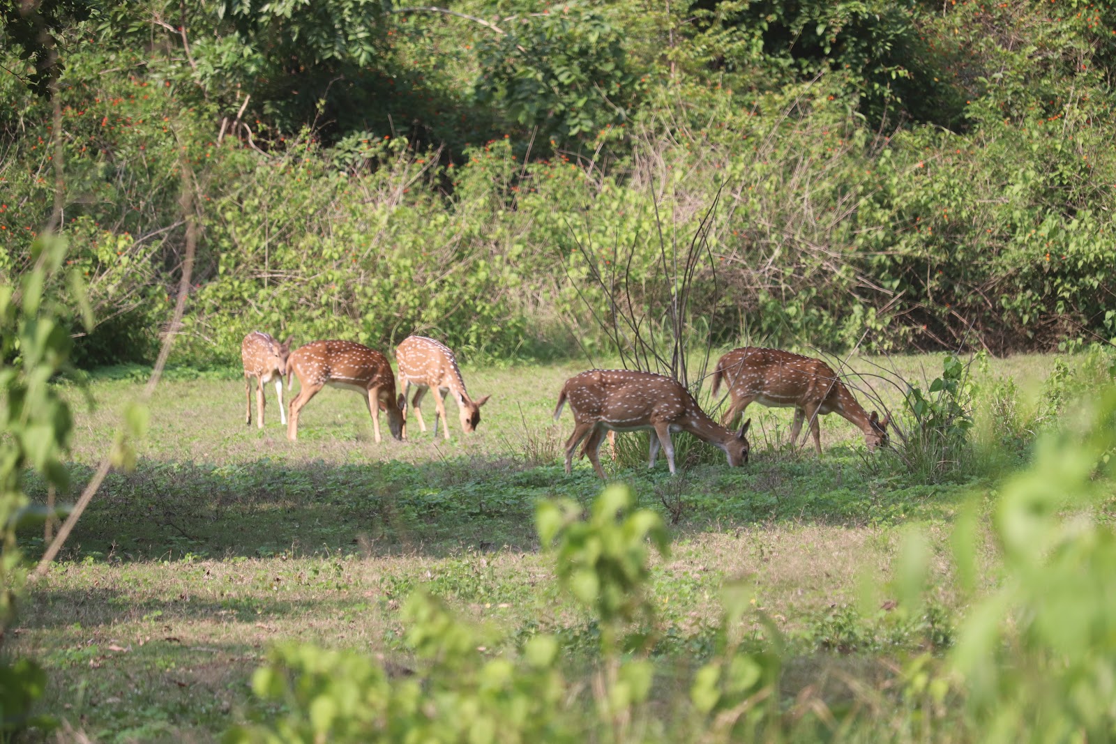 Tholpetty Wildlife Sanctuary
