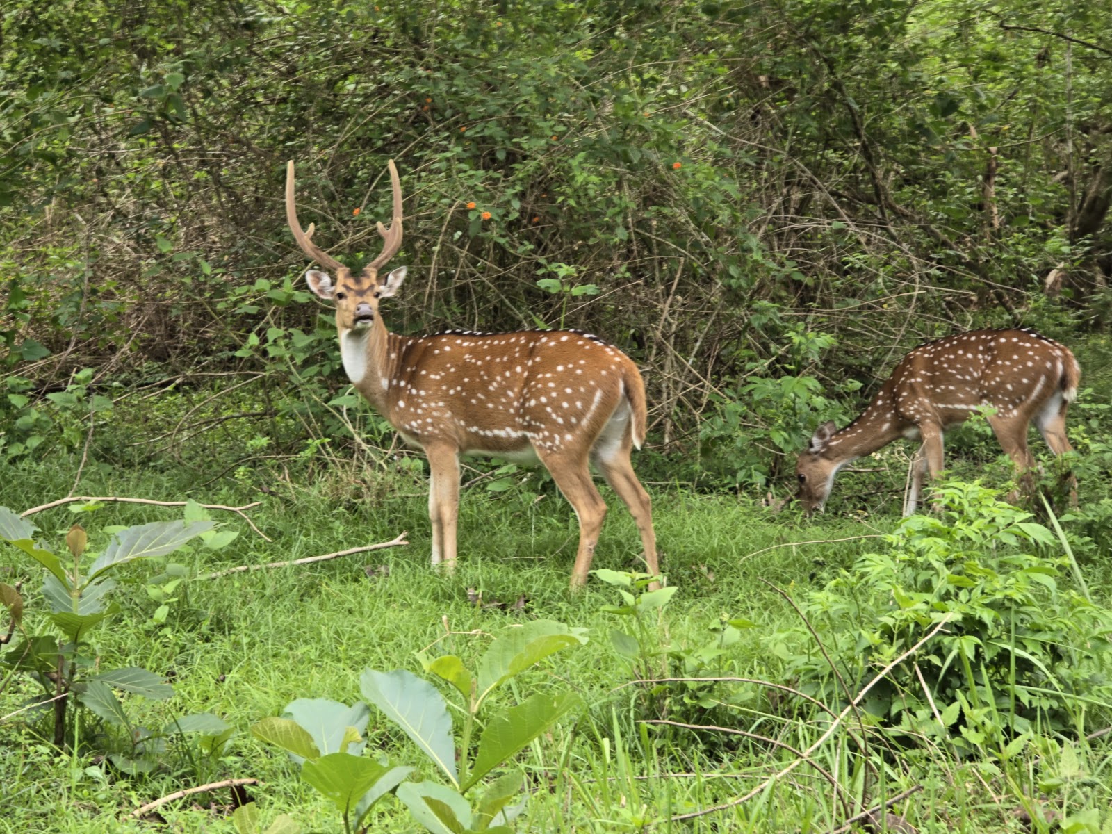Tholpetty Wildlife Sanctuary