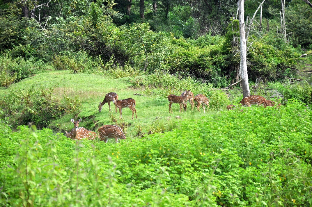 Tholpetty Wildlife Sanctuary