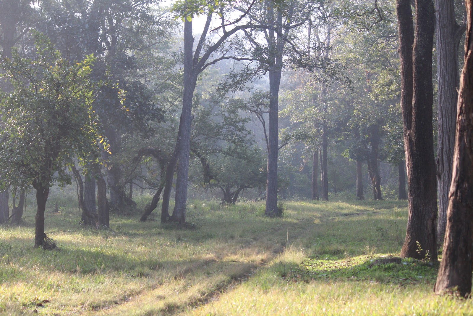 Tholpetty Wildlife Sanctuary