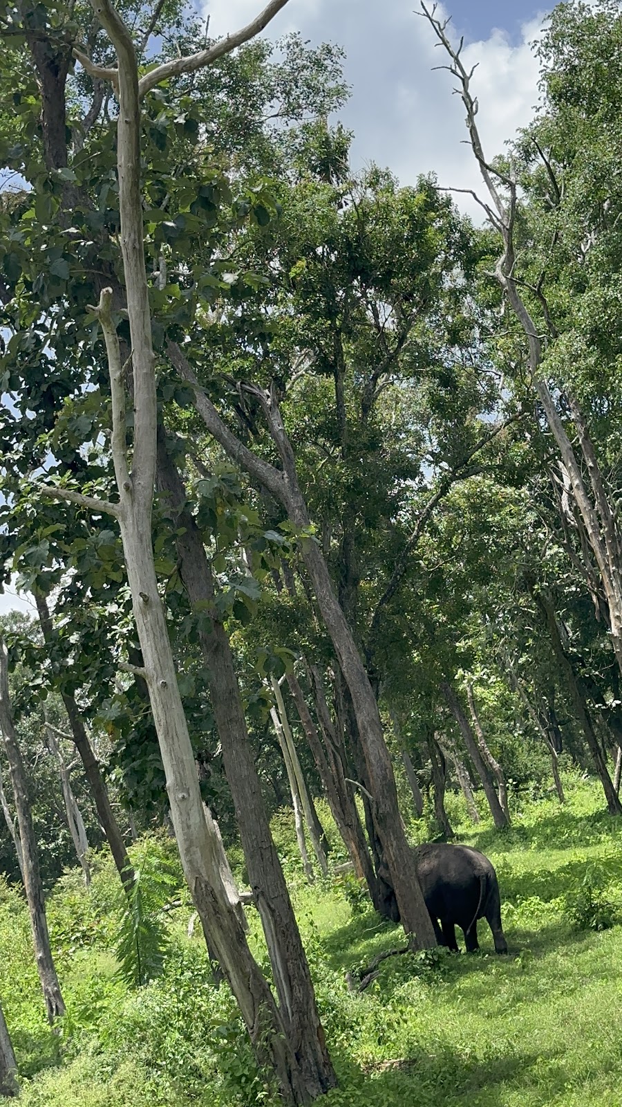 Wayanad Wildlife Sanctuary