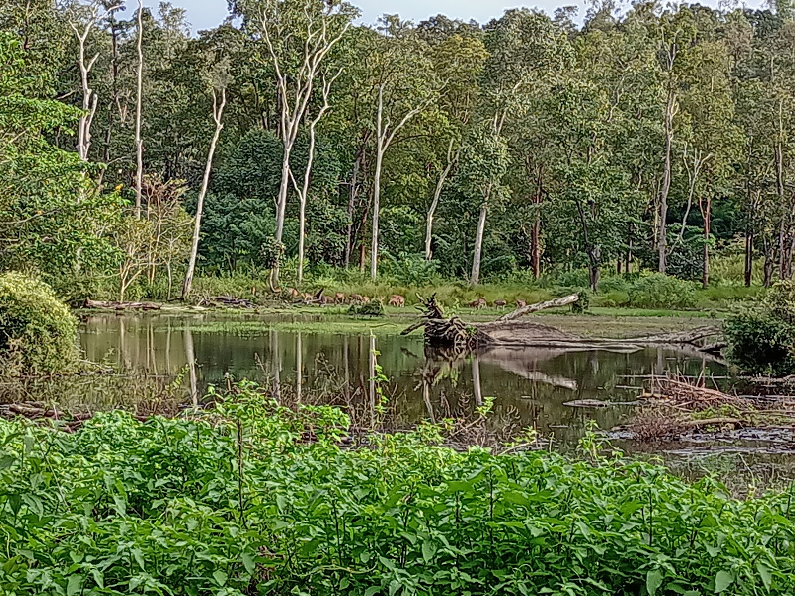 Wayanad Wildlife Sanctuary