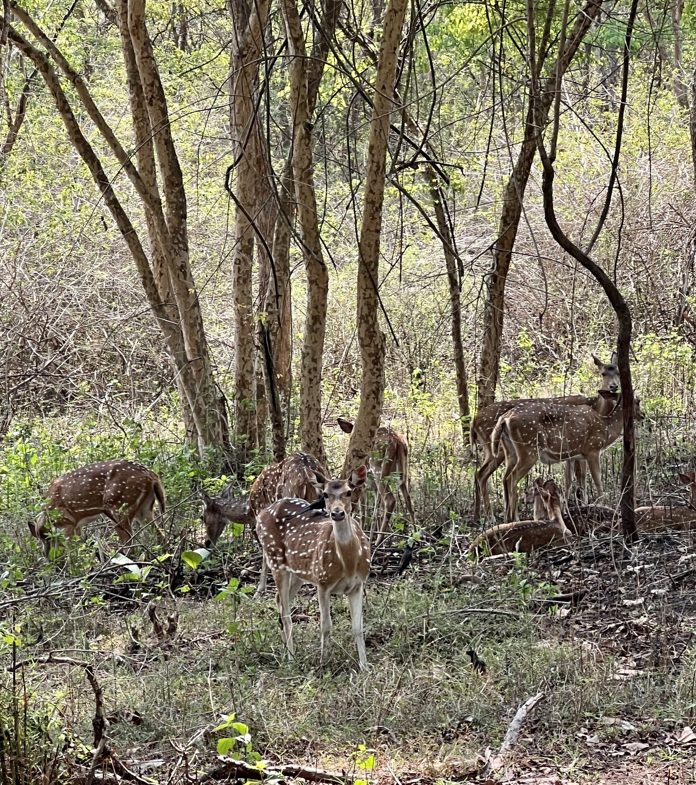 Wayanad Wildlife Sanctuary