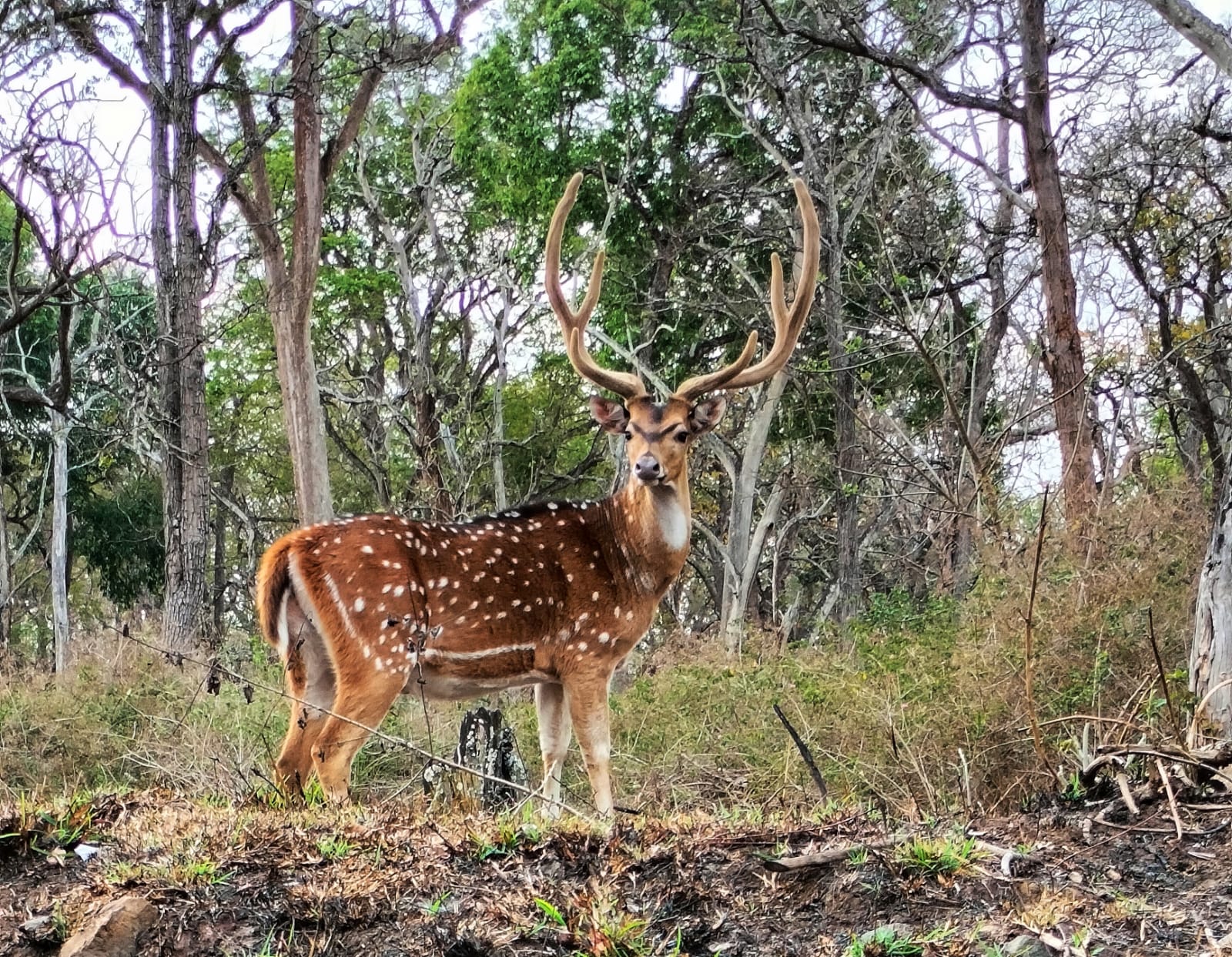 Wayanad Wildlife Sanctuary