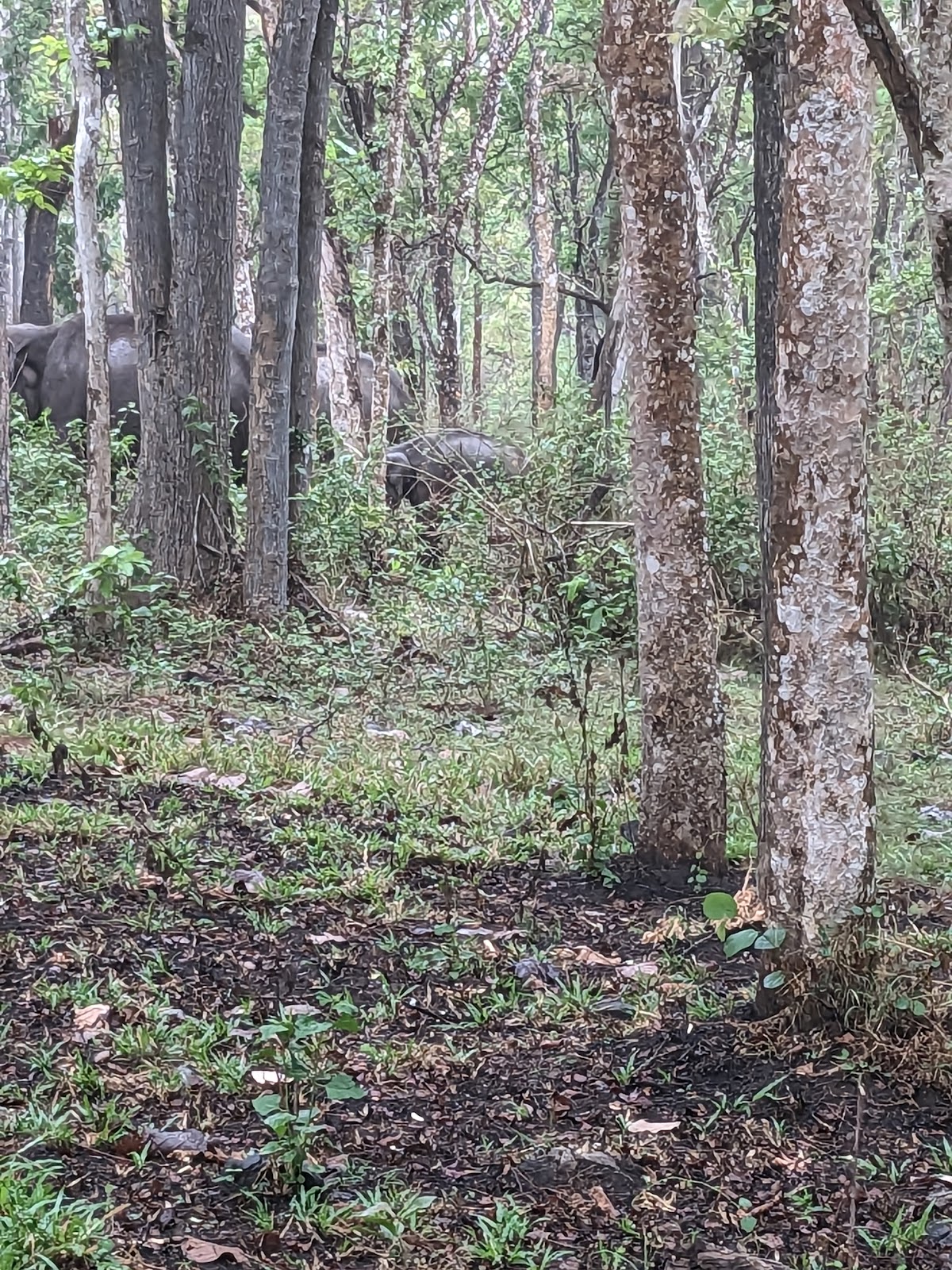 Wayanad Wildlife Sanctuary