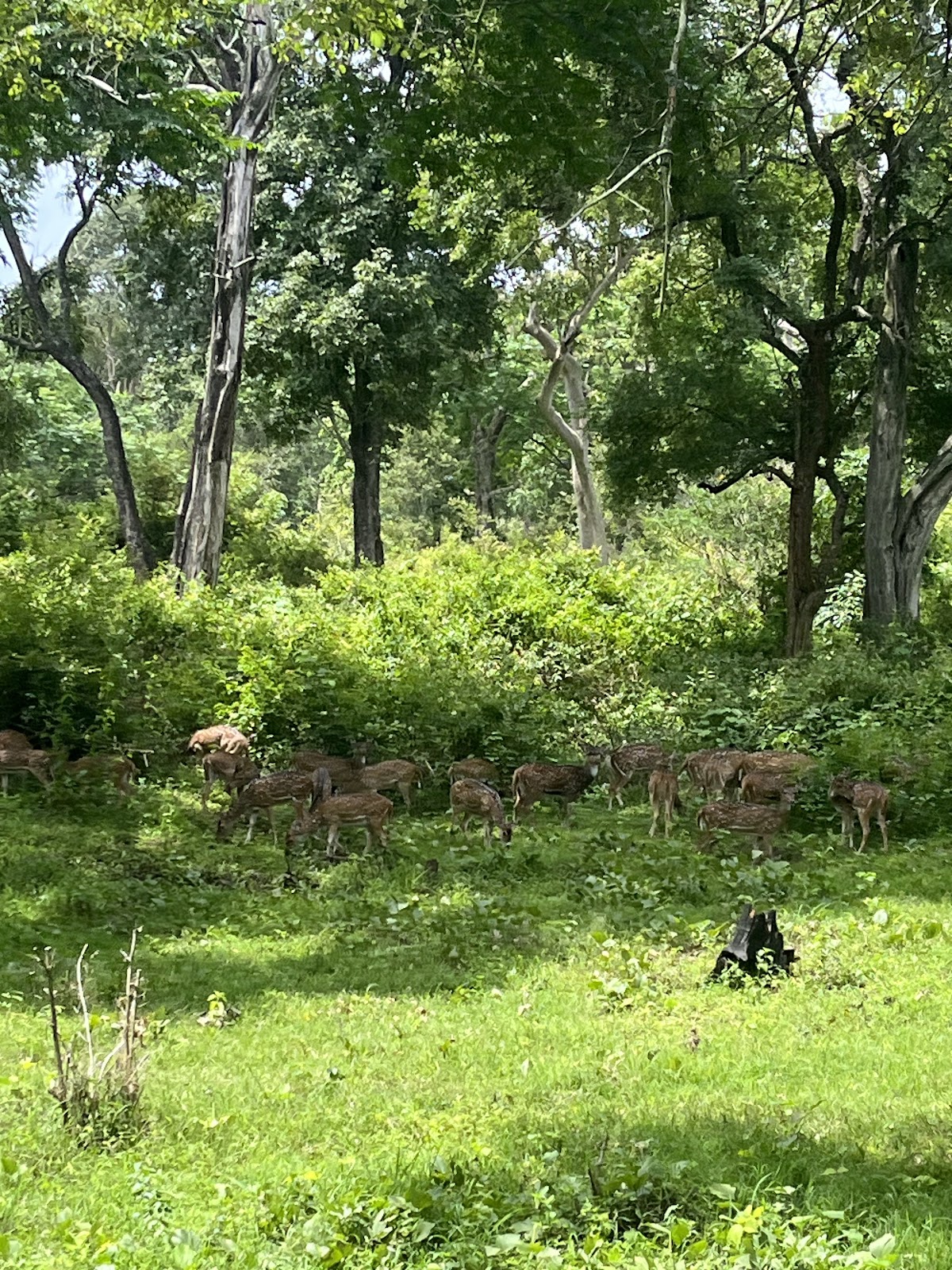 Wayanad Wildlife Sanctuary