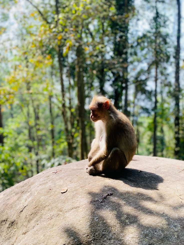 Wayanad Wildlife Sanctuary