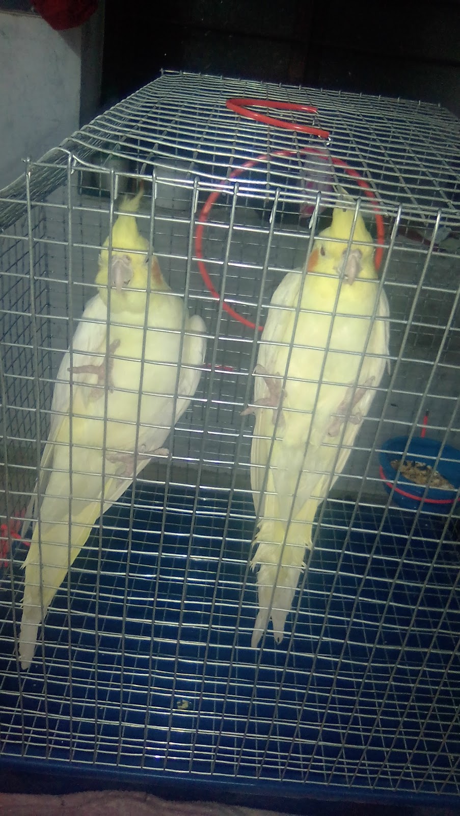 Kadi Market and Cotton Trade Area