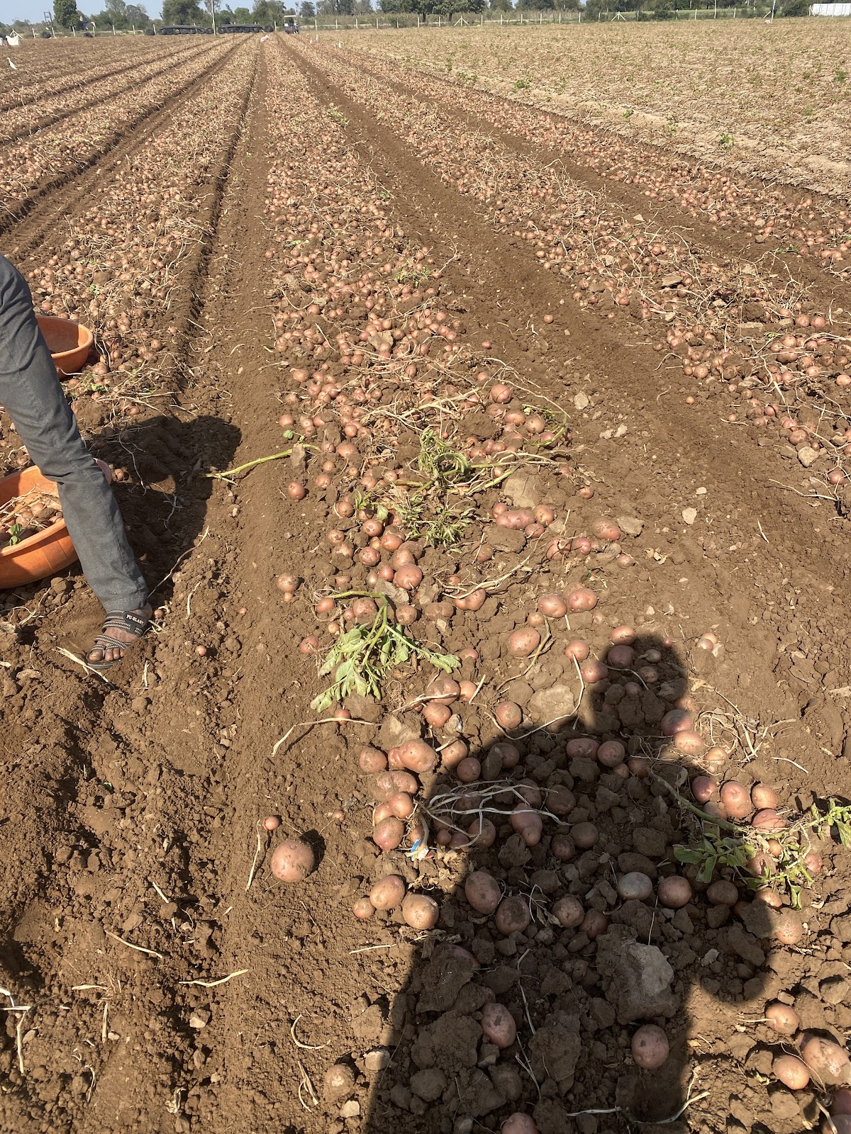 Small Scale Dairy Farm Tours