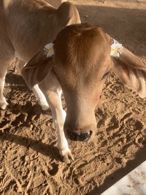 Small Scale Dairy Farm Tours