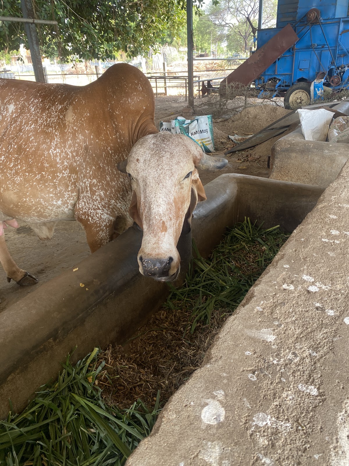 Small Scale Dairy Farm Tours