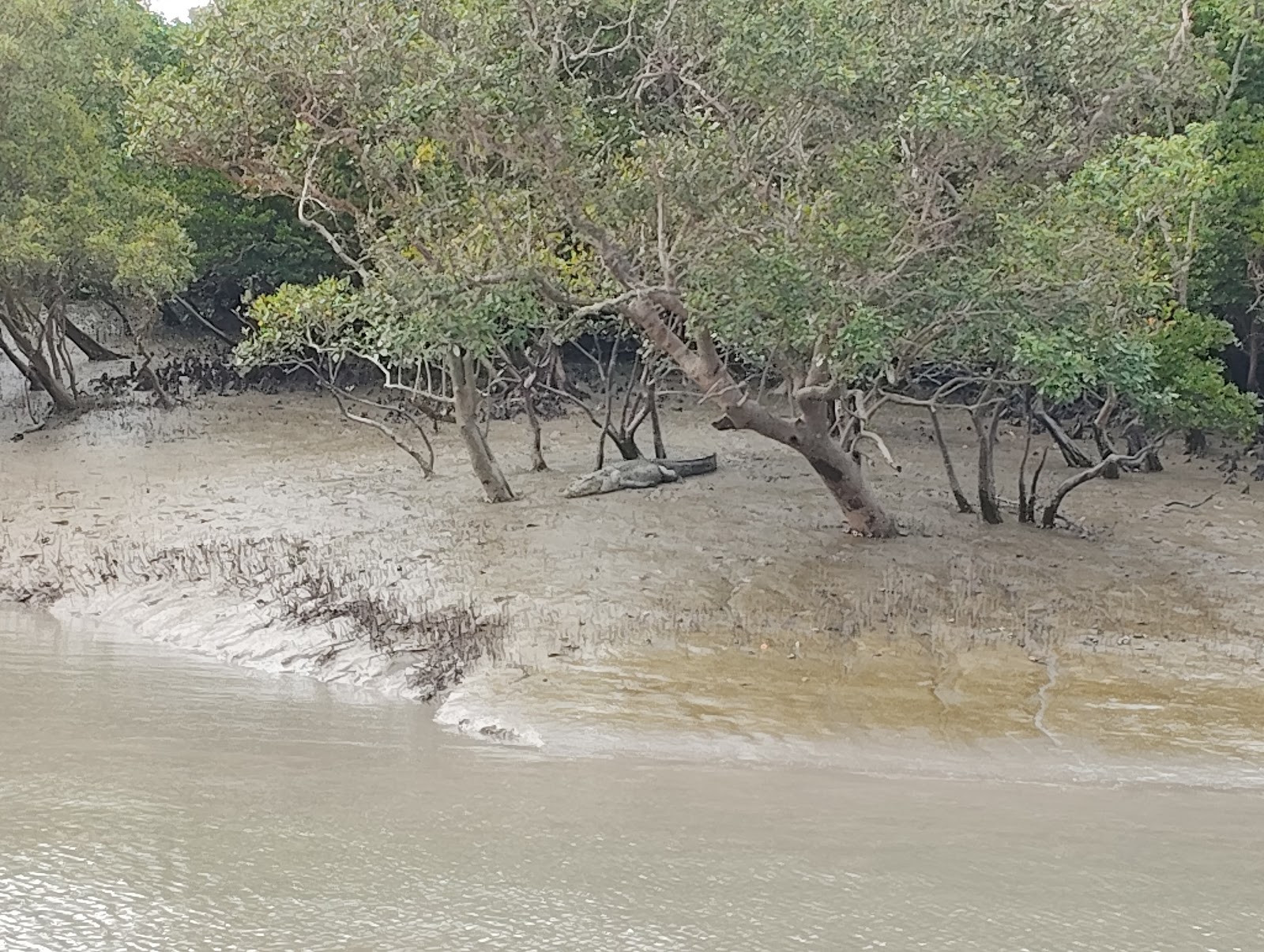 Sundarban Mangrove Forest