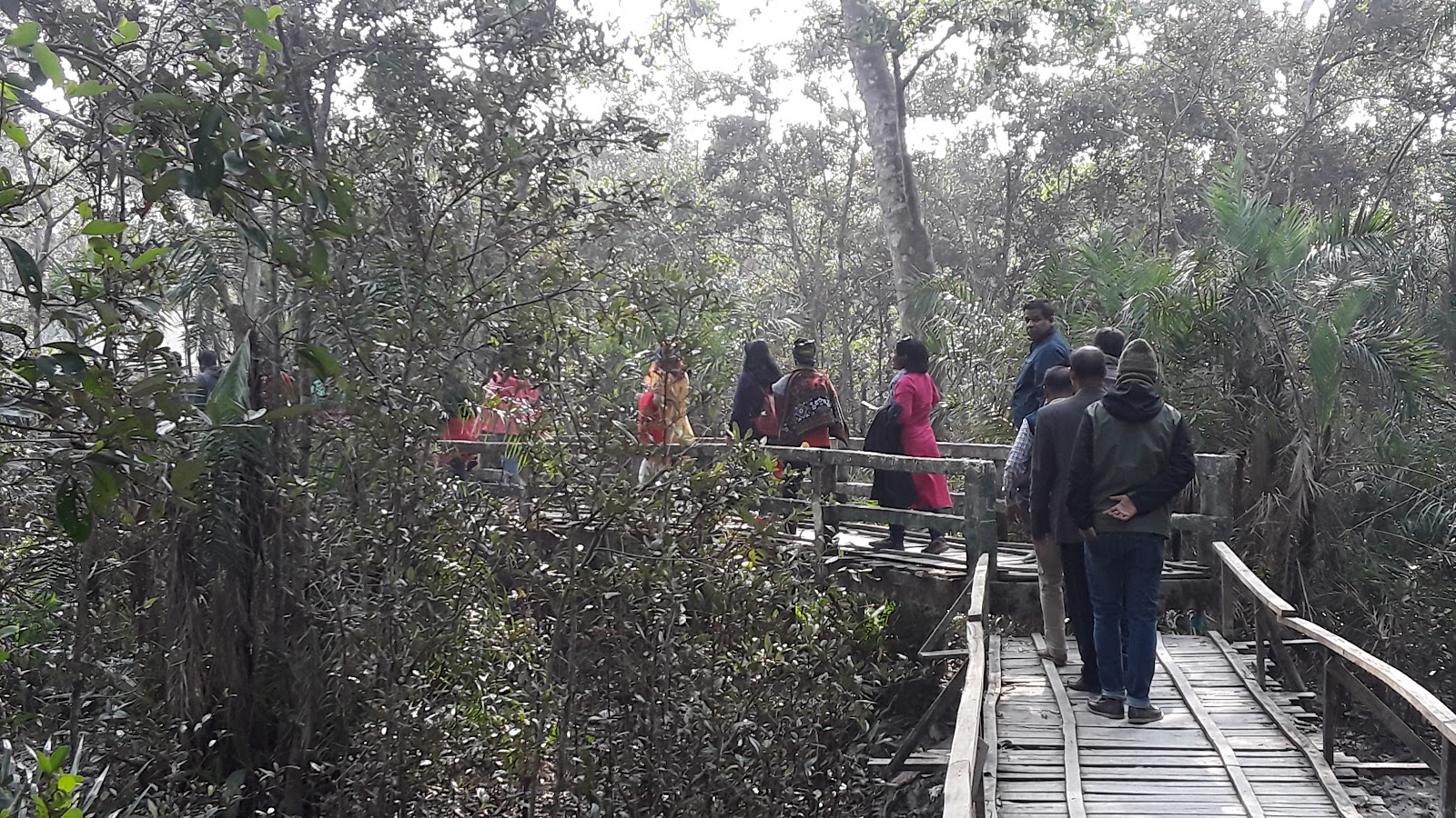 Sundarban Mangrove Forest