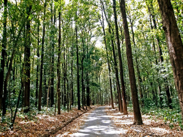 Jim Corbett National Park