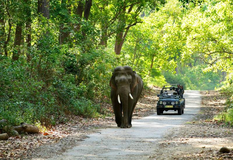 Jim Corbett National Park