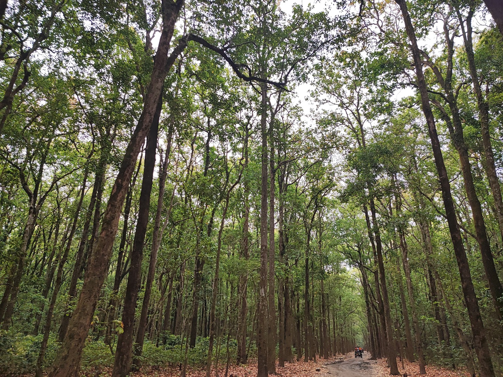 Jim Corbett National Park