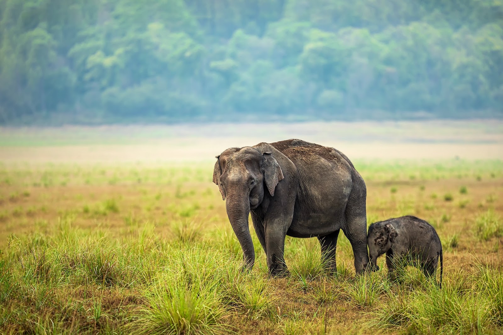 Jim Corbett National Park