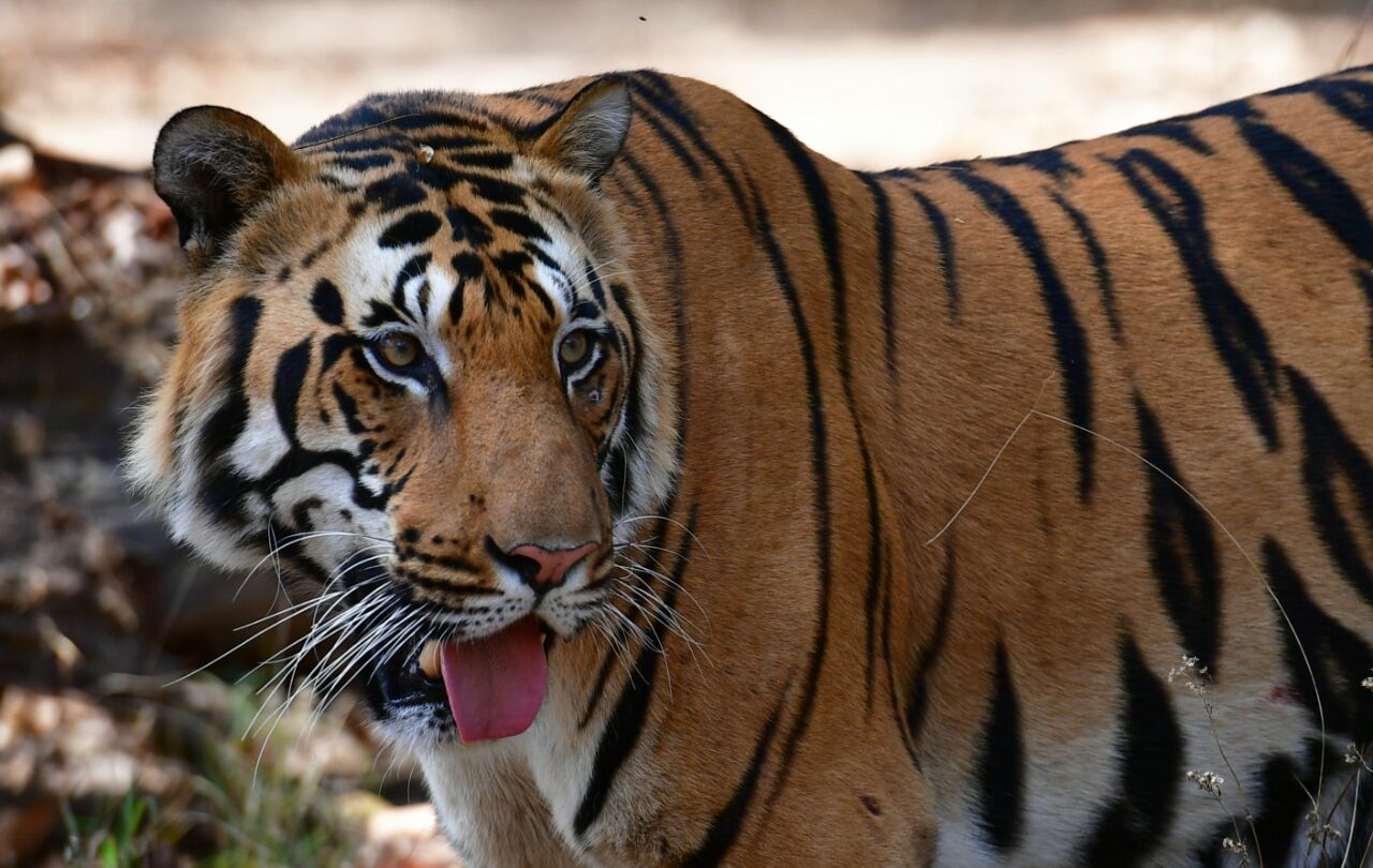 Sitabani Wildlife Reserve