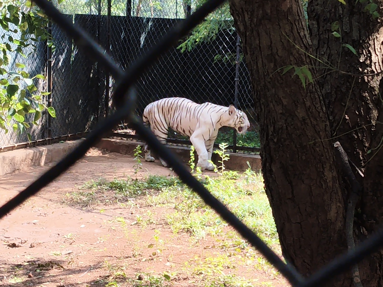 Sri Venkateswara National Park