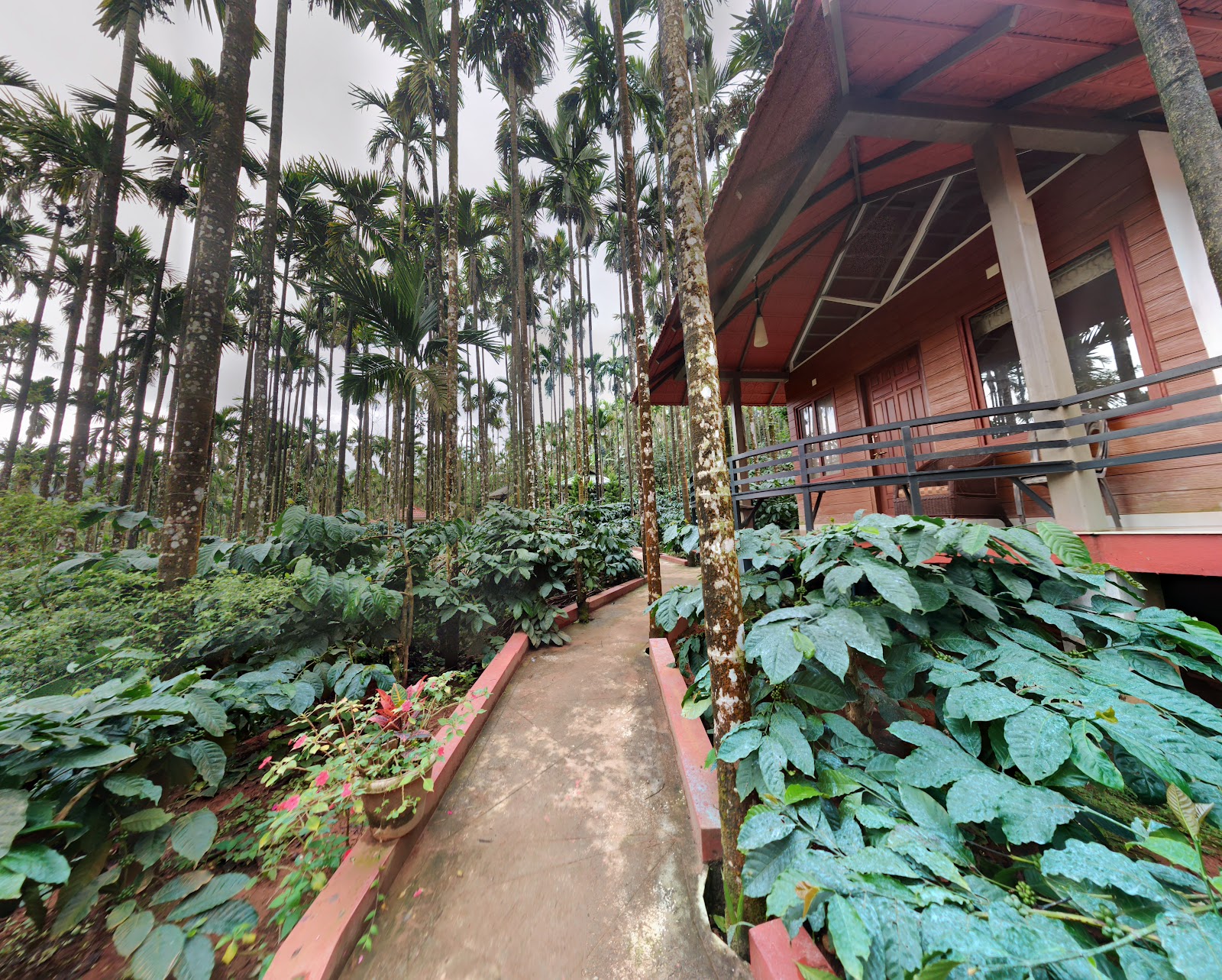 Coffee Plantations