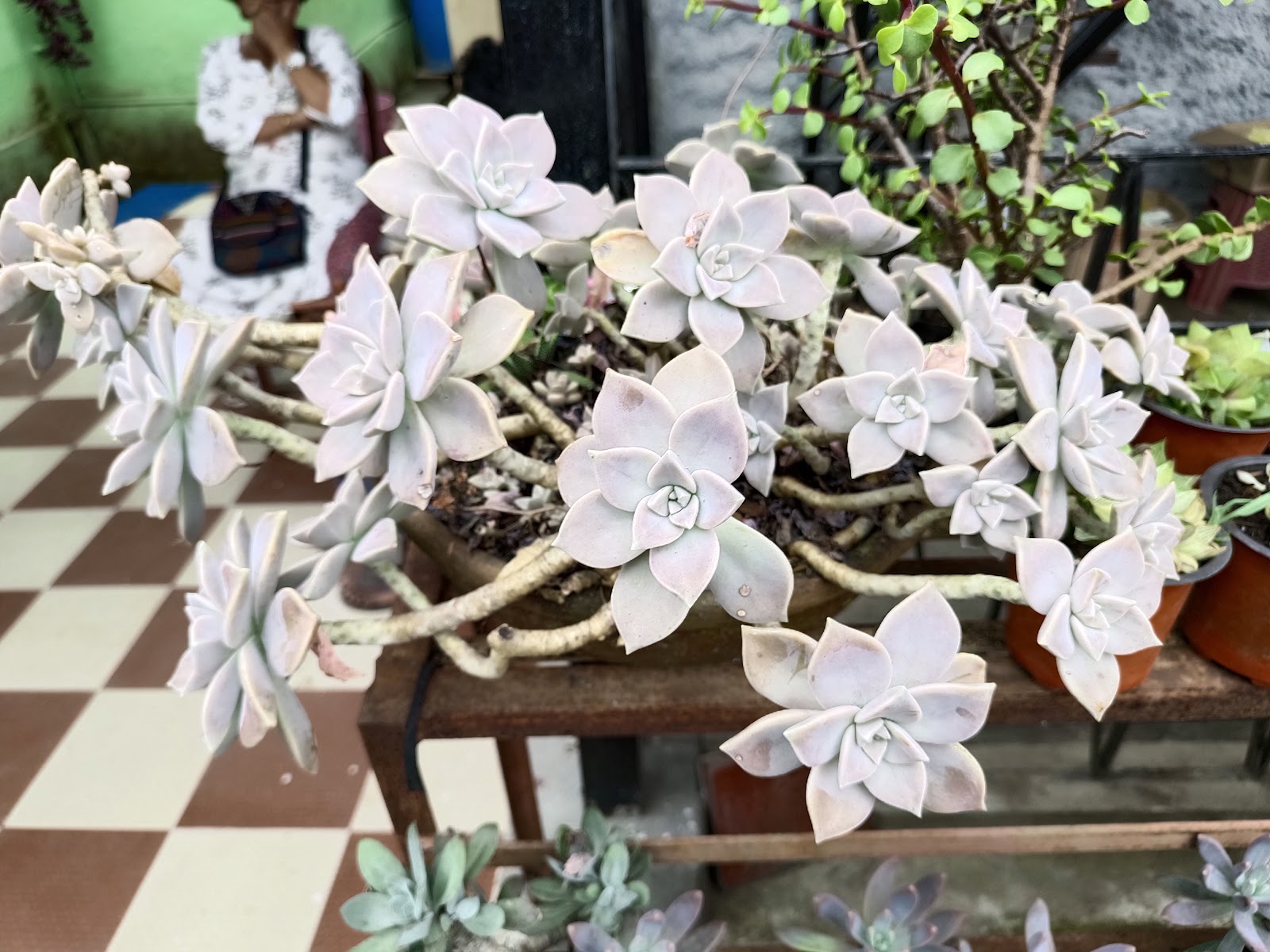 Pine View Nursery and Flower Market