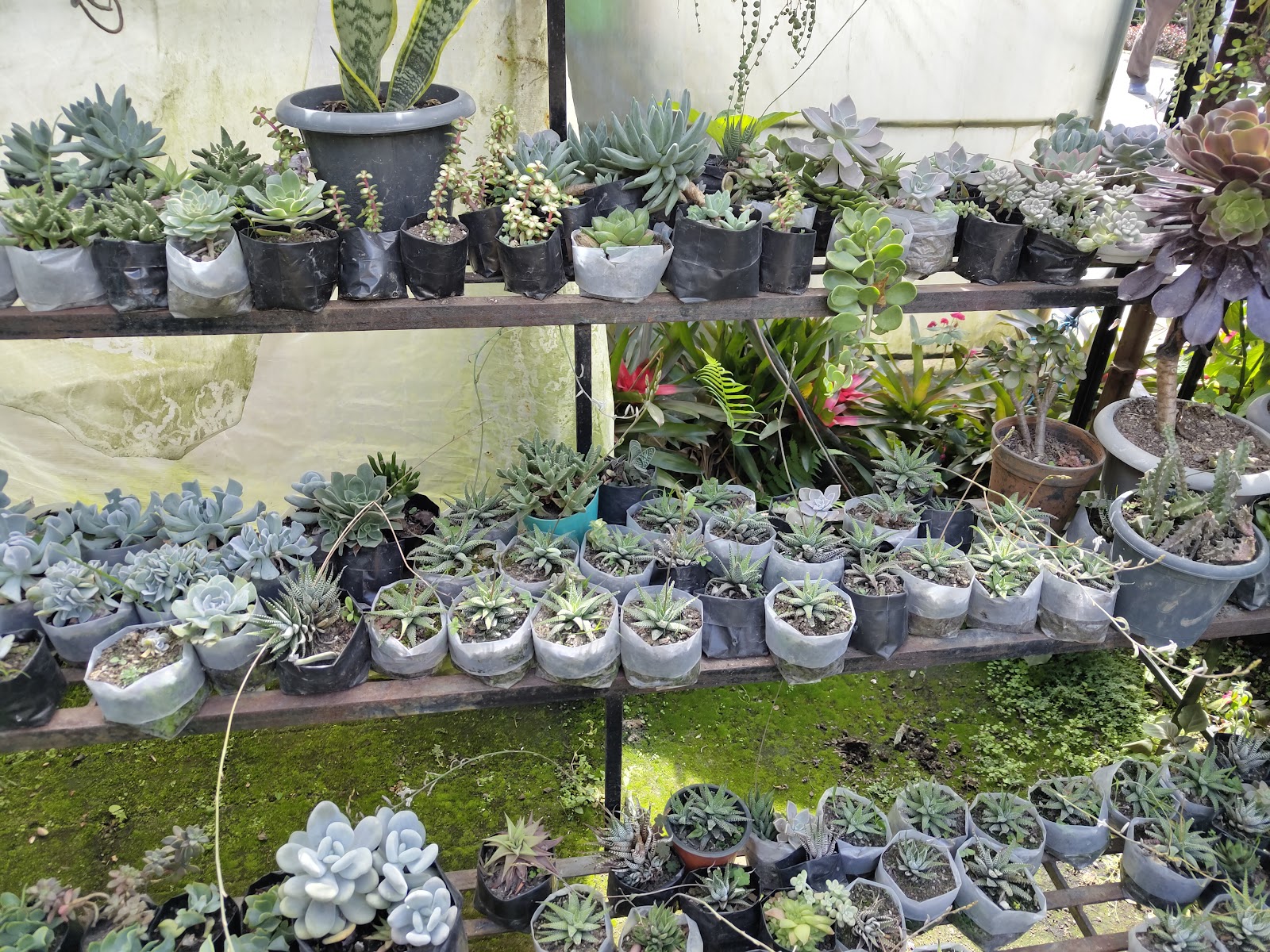 Pine View Nursery