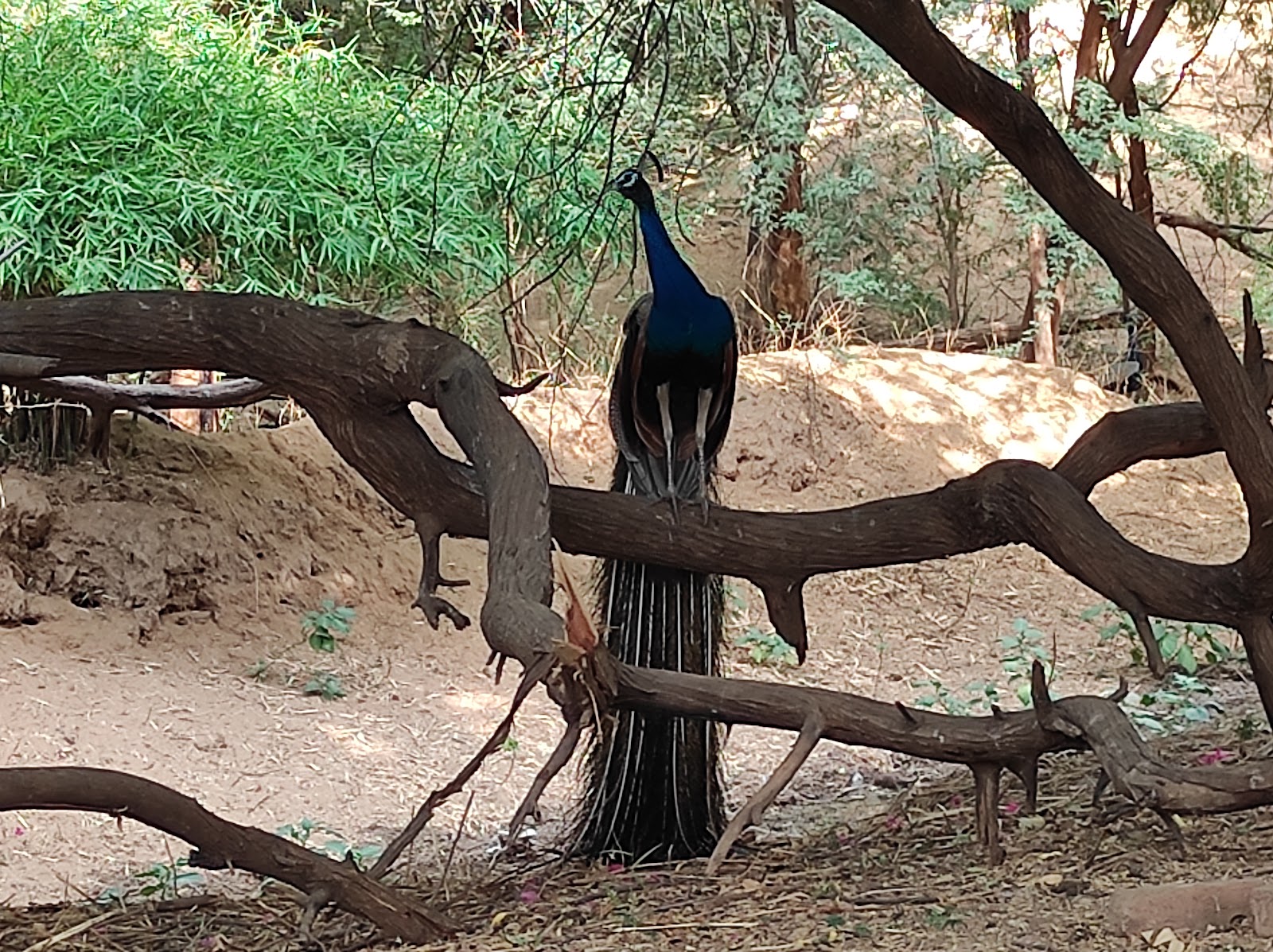 Indroda Dinosaur and Fossil Park