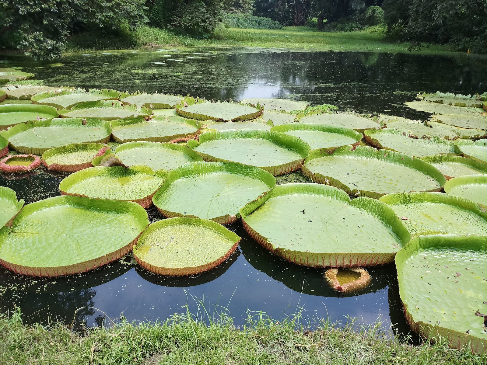 Shibpur Botanical Garden