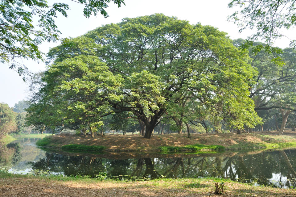 Shibpur Botanical Garden